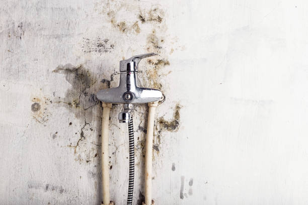 Best Residential Mold Remediation in Northwood, OH